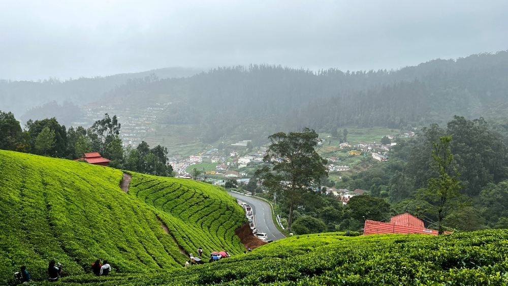 Tea,Gardens,Estates,Near,Ooty,.tea,Plantations,In,Hill,Stations.